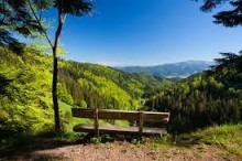 Der Wald der Verschwundenen